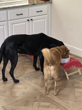 IMG_1146のコピー