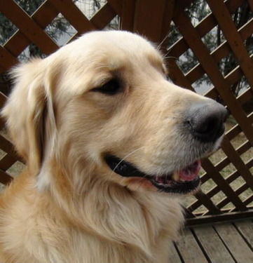 leo0005