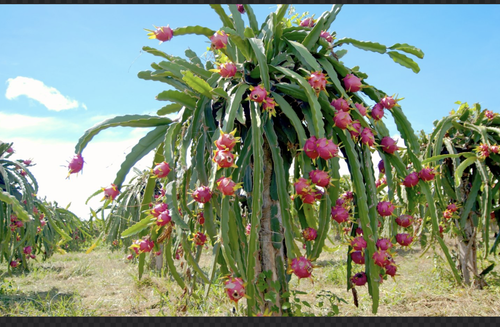 スクリーンショット 2025-06-03 午後5.31.50