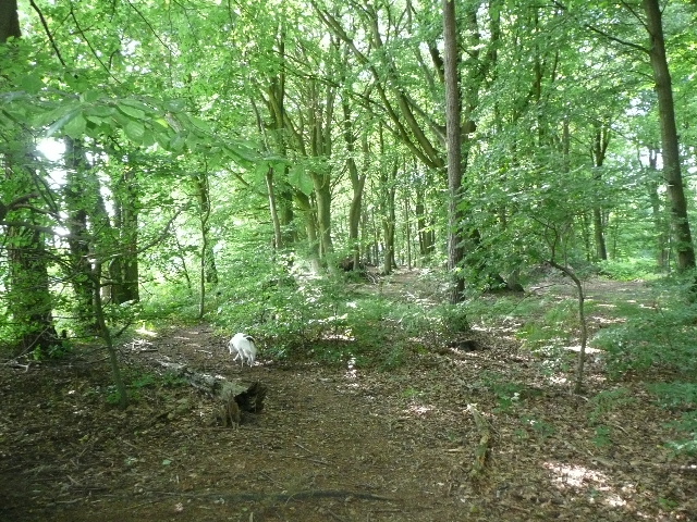 529972d0.jpg