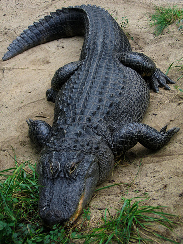 800px-American_Alligator