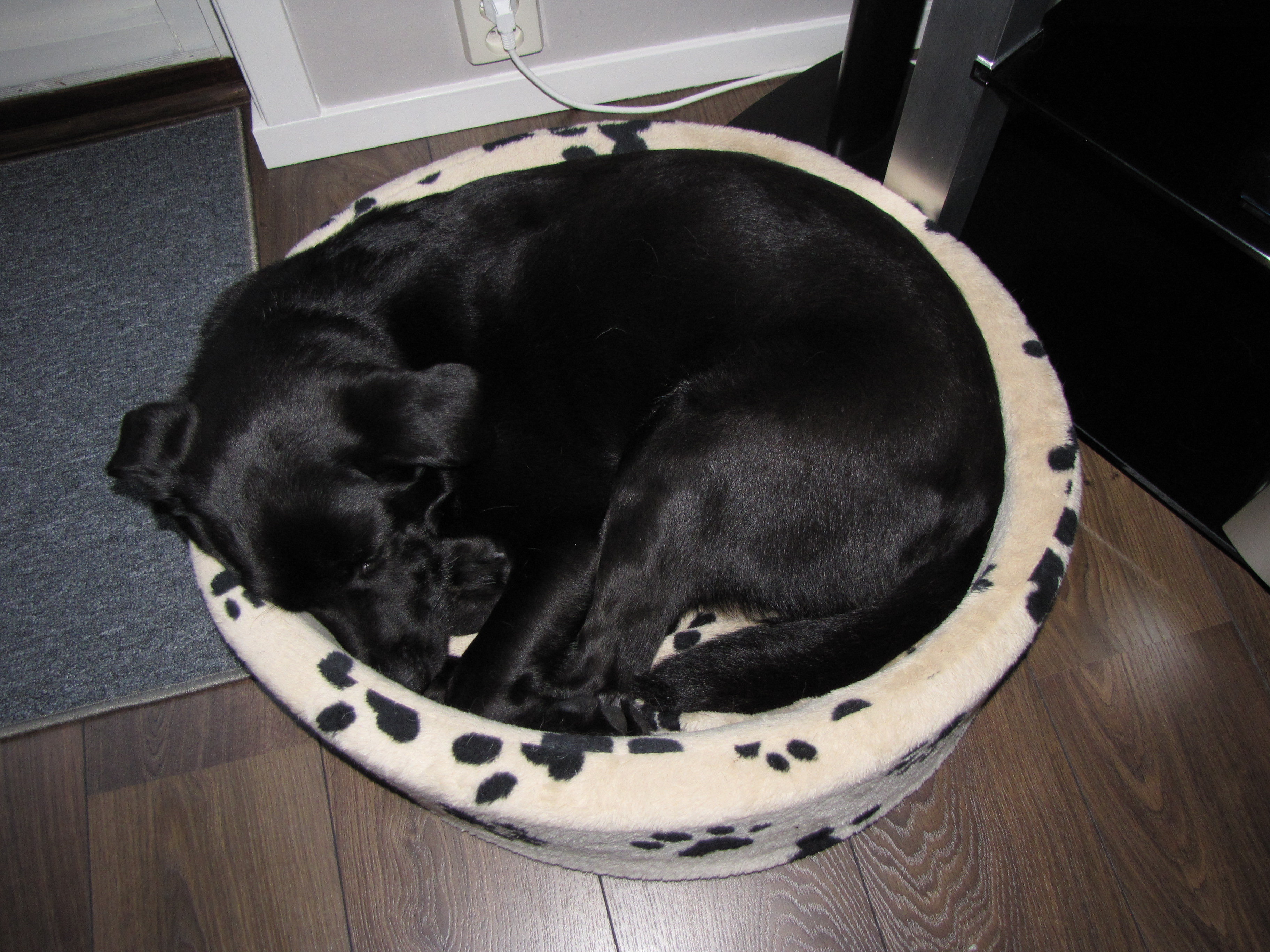 ヒューストン犬日記 腹痛 ヒューストン犬日記 腹痛