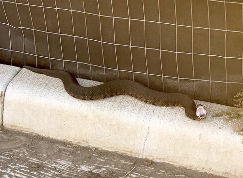 snake0003のコピー