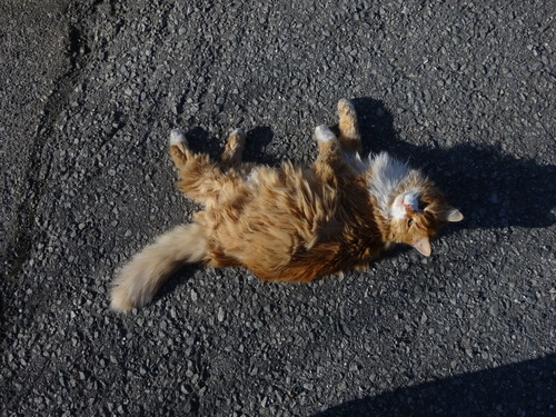 DSC04571
