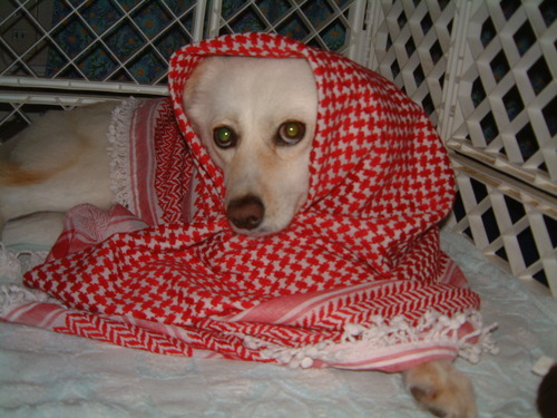 2003_0617AH