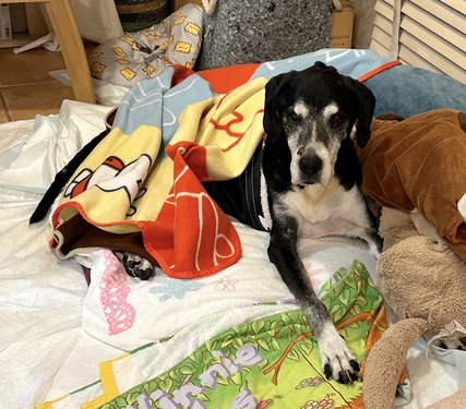 IMG_2629のコピー