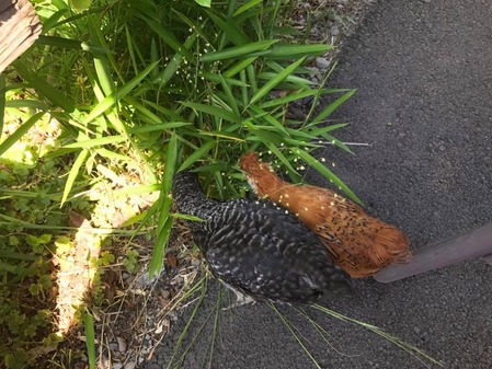 18698364_1392786727468456_8776780611911846647_n