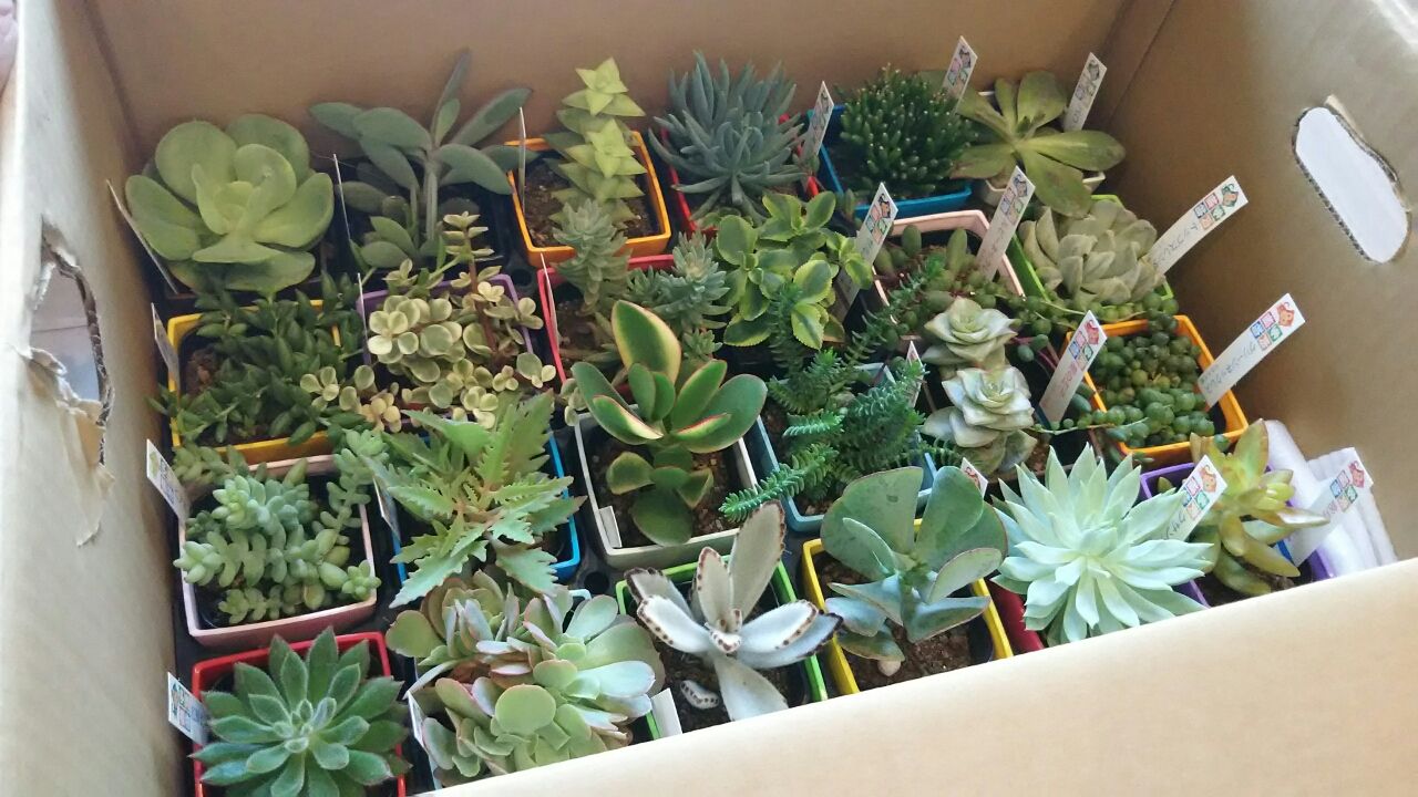静岡県御前崎市に1万円 多肉植物24種類get 人よりお得なお金の使い方 静岡県御前崎市に1万円 多肉植物24種類get 人よりお得なお金の使い方