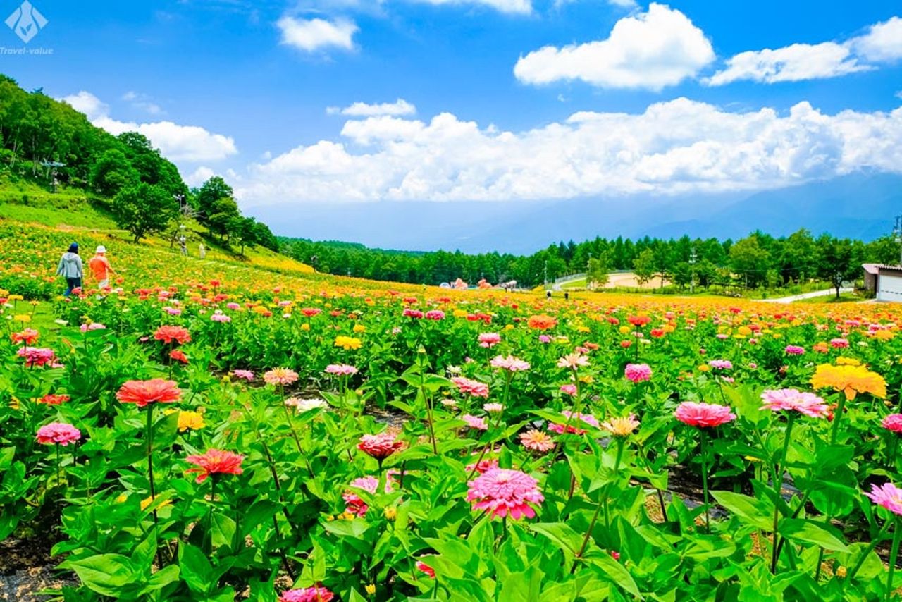 生きていることが花畑にいるのじゃない 蜘蛛の糸 Kei Tomo With A