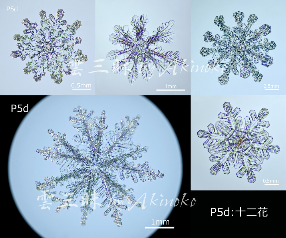 雪の結晶の化石【高精細雪結晶レプリカ（Aランク） P22187】 雪の結晶