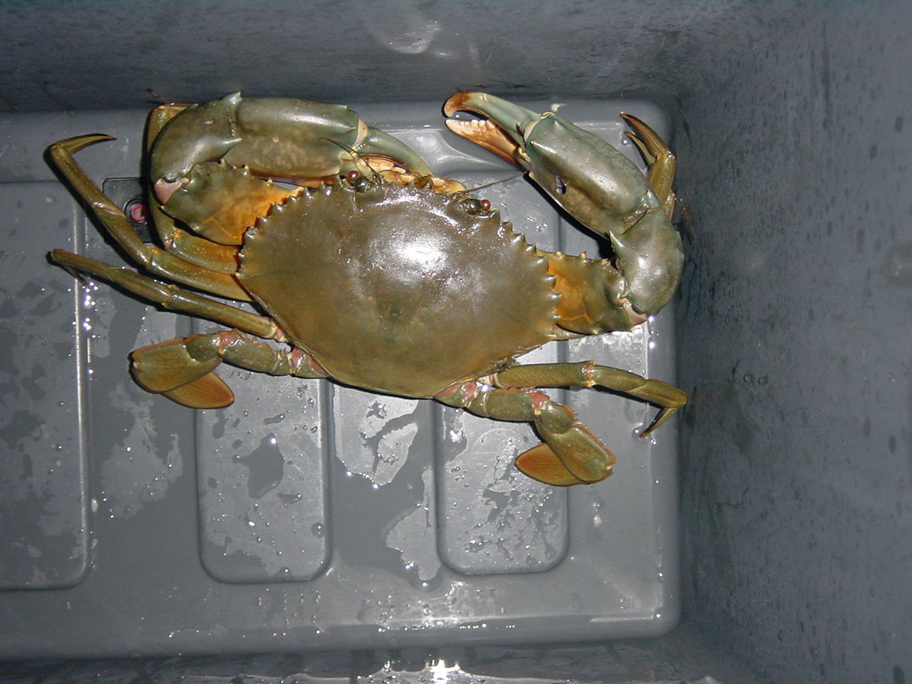 久しぶりのドウマン蟹 キビレに釣られて