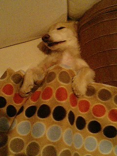 布団をかぶって仰向けに寝る犬 クンゴボンゴ