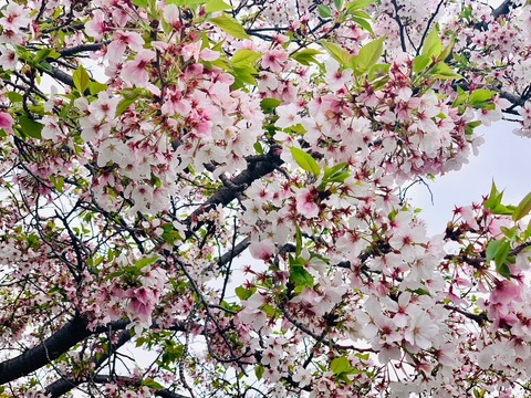 1F63DED8-2A0A-48FA-B234-59B1566E74F6