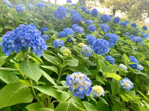 68E2A3B6-3316-4B52-931C-21E1A900FAD1