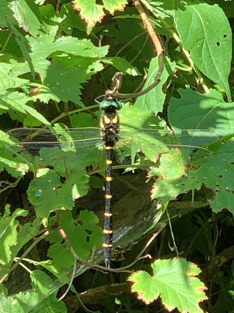 D25C4C06-EA36-4E07-B617-D3D24C2ADB37