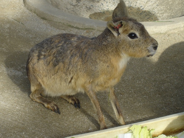海ノ中道海浜公園の可愛い動物達 邦ちゃんブログ