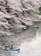 桜の海を漕ぐ2