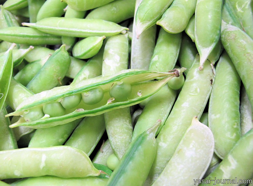 篠原久仁子 オフィシャルブログ 野菜ジャーナリストのベジフルライフ 羽曳野の元祖 うすいえんどう