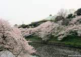 たまねぎと桜☆