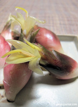 みょうがの花