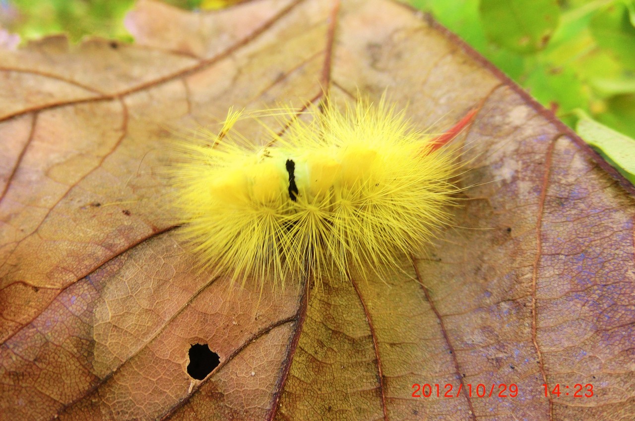 11月2日 リアル情報 オオカマキリ ヒラタケ 国見のいきものがかりｐａｐａ のブログ 問い合わせ０９０ ３１２９ ９８６２sns可