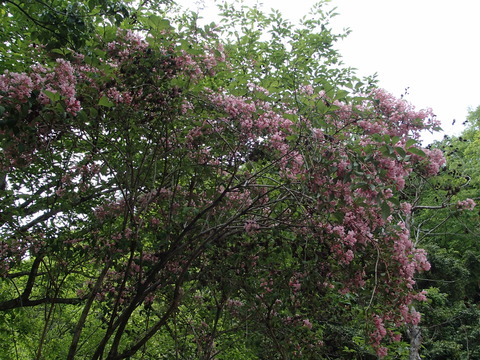 P5240098