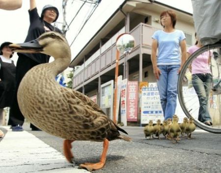 カルガモ親子 東京 練馬の住宅街を大行進 住民大騒ぎに Kunirinblog カルガモ親子 東京 練馬の住宅街を大行進 住民大騒ぎに Kunirinblog