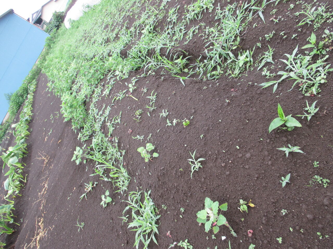 ようやく生姜が発芽 R 国定の風
