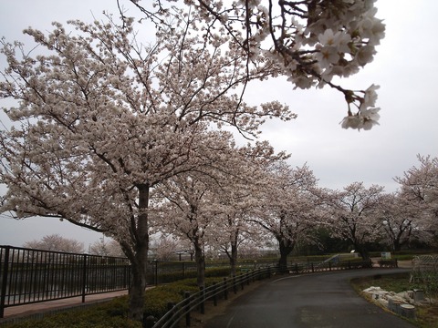 H260403波志江沼周辺の桜２