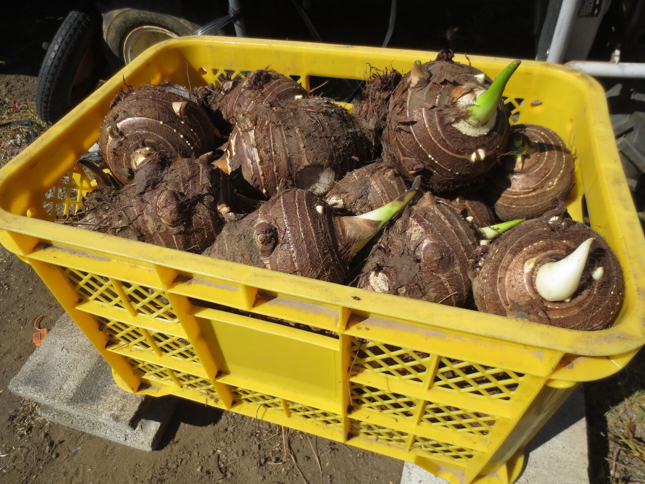 国定の風 里芋の仕分け(R030415)石川早生を種芋、食用、雑芋に仕分け