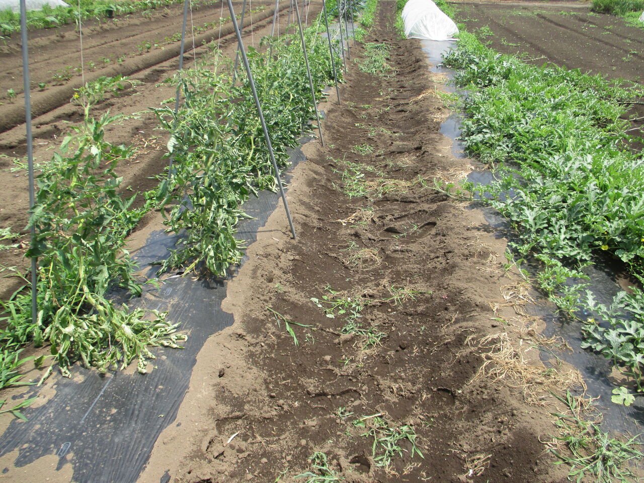 トマトの整枝と誘引し直し R 国定の風