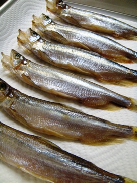 shishamo20080525-001.JPG