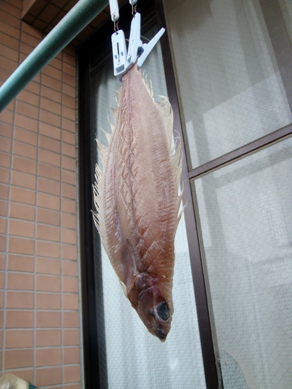 karei20080806-001.JPG