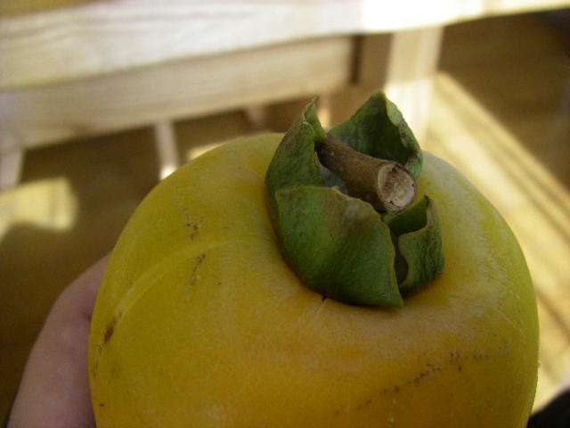 IMGP0003