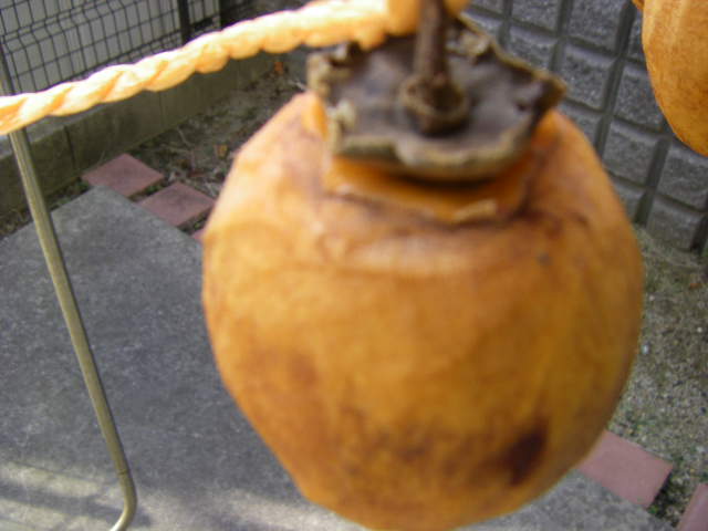 IMGP0008