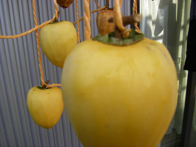 IMGP0006