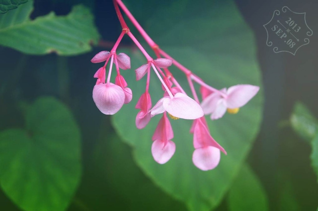 秋海棠 花言葉は片思い クピの蒼い風