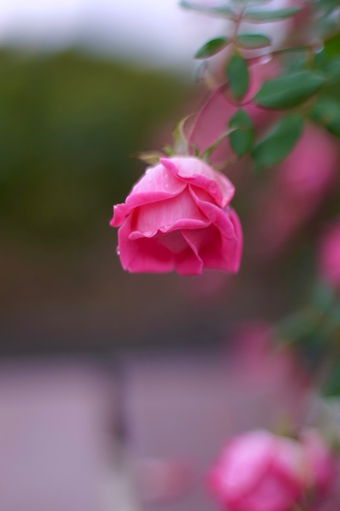 DSC07421