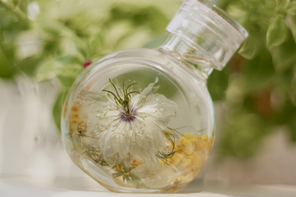 ニゲラのハーバリウムに込められた花言葉そのもの クピの蒼い風 ニゲラのハーバリウムに込められた花言葉そのもの クピの蒼い風