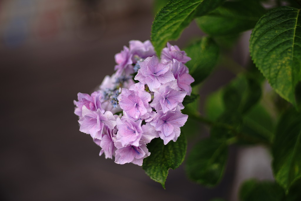 あじさい曼荼羅園 紫陽花フォト クピの蒼い風