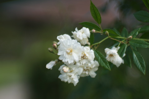 DSC00023