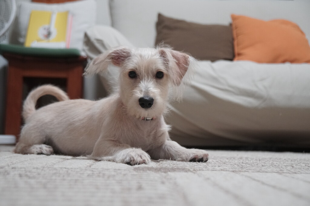 くおんの車酔い薬 カーロップ クピの蒼い風