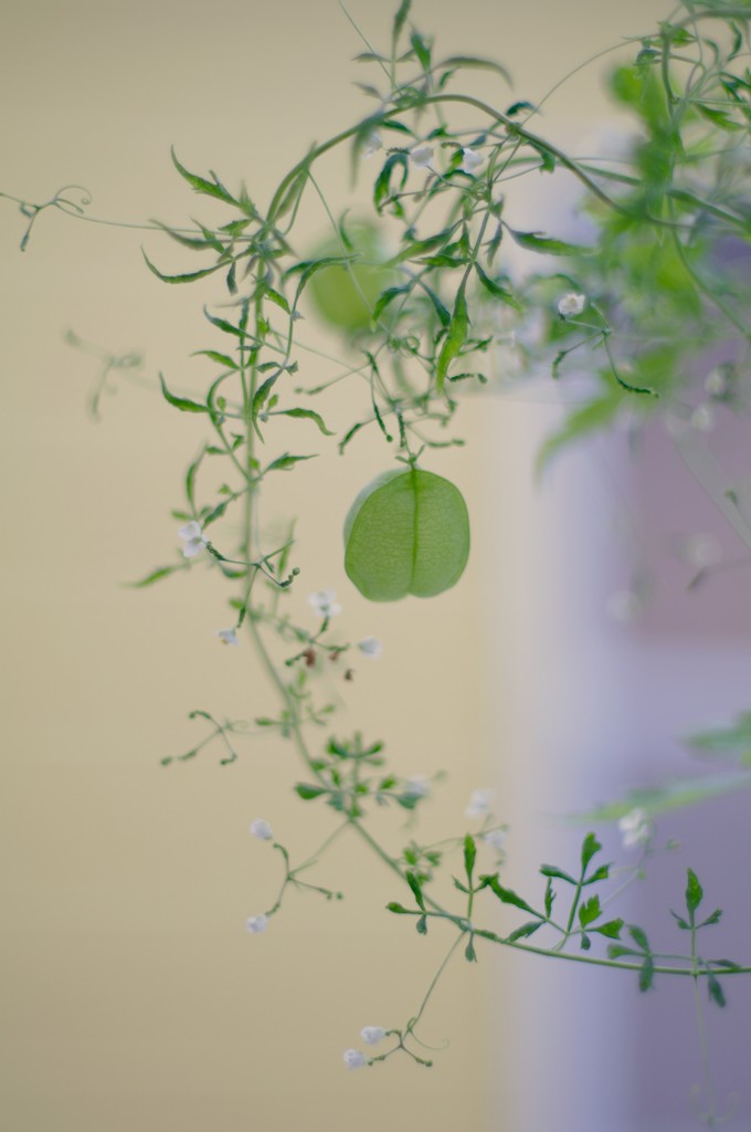 フウセンカズラ 人工受粉に成功 クピの蒼い風