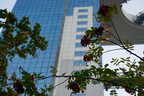 DSC06591