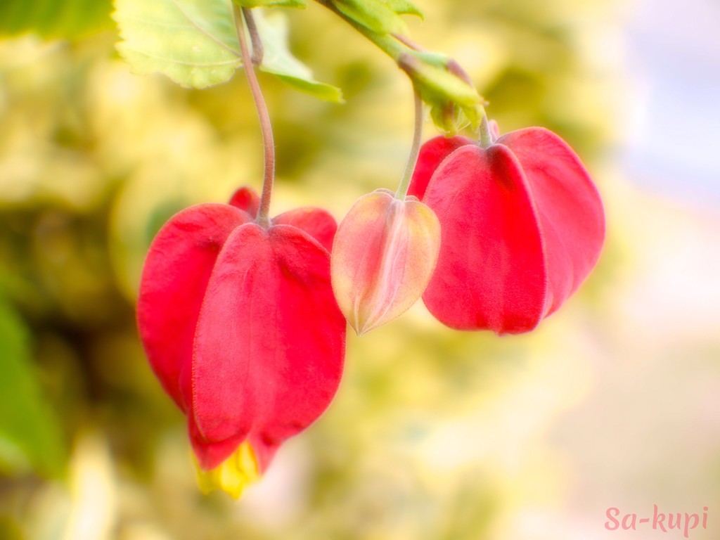フウセンカズラ 人工受粉に成功 クピの蒼い風 フウセンカズラ 人工受粉に成功 クピの蒼い風