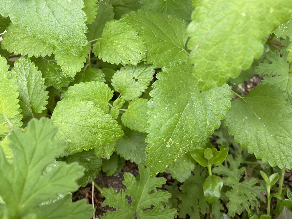 植物を駆除しながら元気を補給 アースガーデンやさお酢 クピの蒼い風