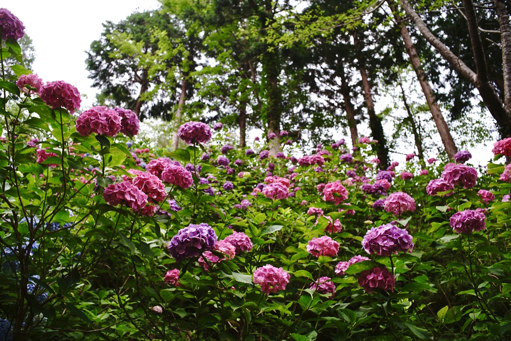 思い立ったら即行動w あじさい曼荼羅園へgo クピの蒼い風