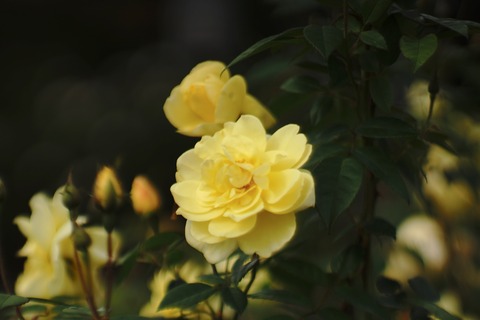 DSC00001