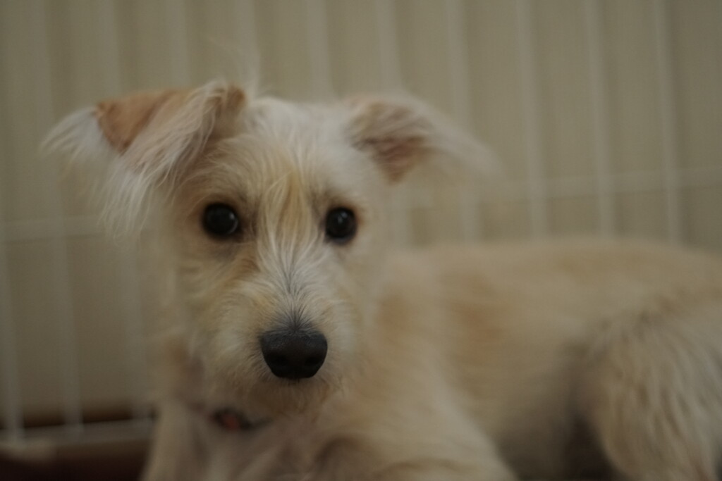 かつお節屋のマルトモが作るだいすきシリーズ クピの蒼い風