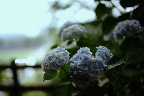 DSC06099